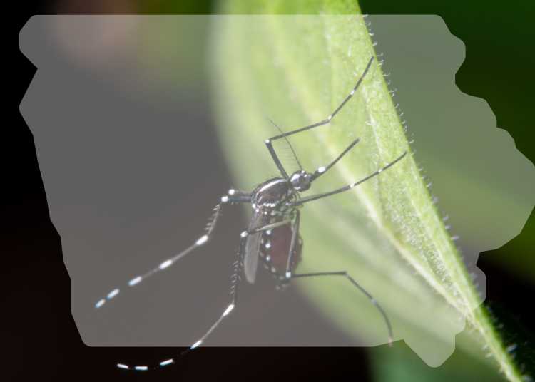 Iowa Reports First Case of West Nile Virus of 2021