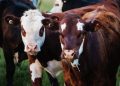 Iowa Members of Congress Lead Push for Price Transparency in Cattle Market