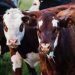 Iowa Members of Congress Lead Push for Price Transparency in Cattle Market