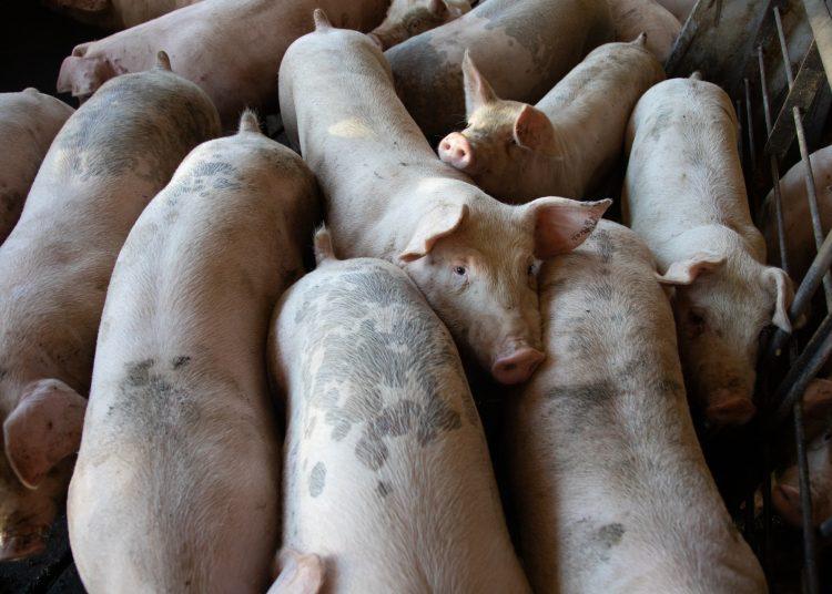 Iowa House Democrats File Bill to Stop Expansion of ‘Factory Farms’