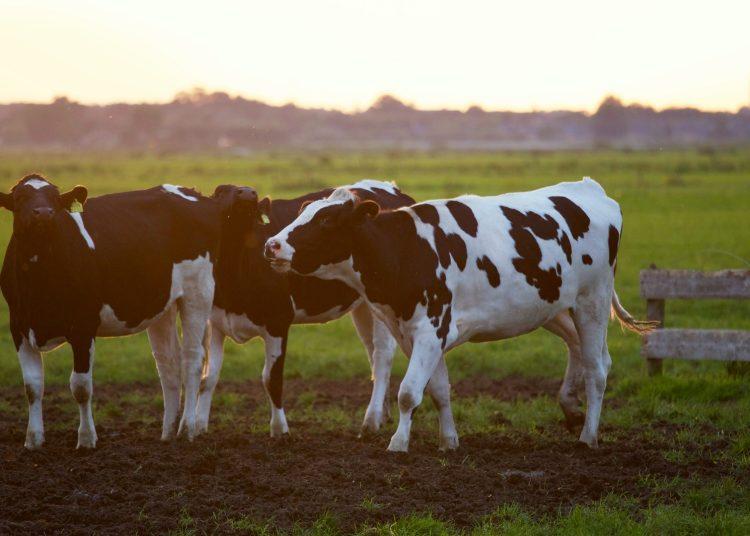 Iowa Senate passes bill legalizing limited sale of raw milk