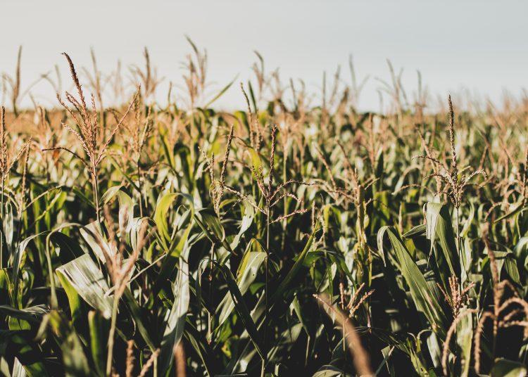 Picture of a cornfield by Gustavo Rodrigues.