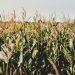 Picture of a cornfield by Gustavo Rodrigues.
