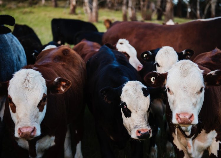 close up photo of cows