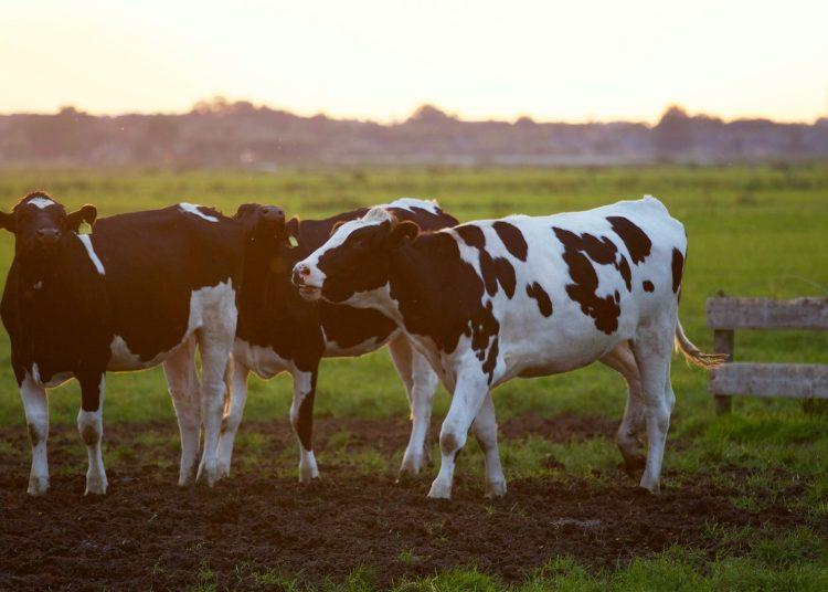 three black and white cows