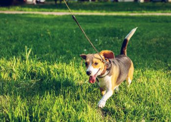 happy brown and black beagle walking on green grass