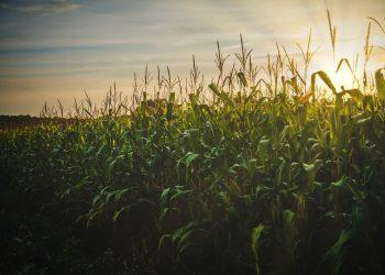 corn field
