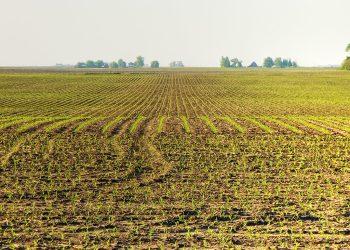 Corn rows on an Iowa farm.