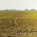 Corn rows on an Iowa farm.