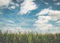 corn fields under white clouds with blue sky during daytime