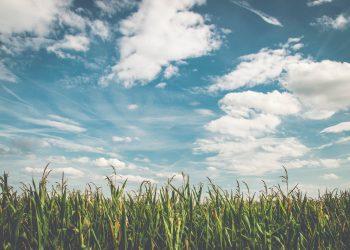 corn fields under white clouds with blue sky during daytime