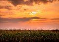 a sunset over a cornfield