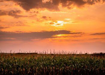 a sunset over a cornfield