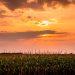a sunset over a cornfield