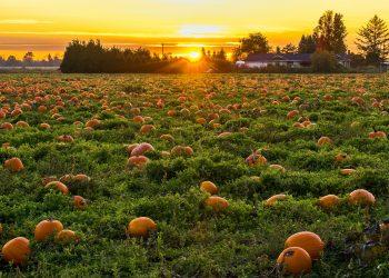 photo of field full of pumpkins