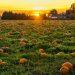 photo of field full of pumpkins